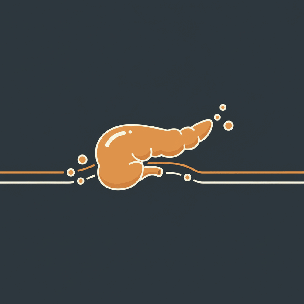 A mild lipase rise reflects a harmless enzyme leak, not pancreatic destruction